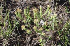 Crassula ericoides