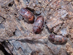 Phenolia grossa