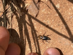 Metamasius sericeus