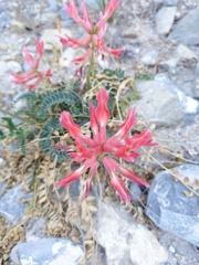 Astragalus sanguineus