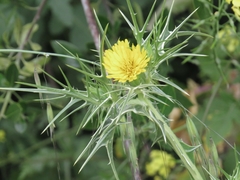 Scolymus