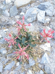 Astragalus sanguineus