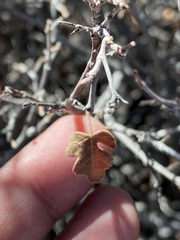 Rhus aromatica simplicifolia