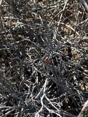 Rhus aromatica simplicifolia