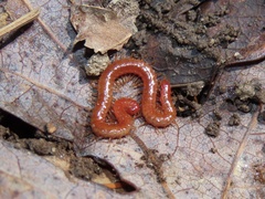 Strigamia bothriopus