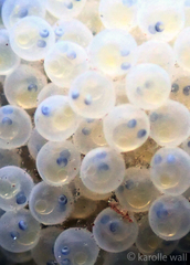 Hexagrammos decagrammus