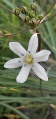 Triteleia lilacina