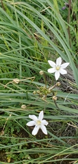 Triteleia lilacina