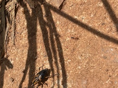 Metamasius sericeus