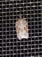 Acleris ptychogrammos