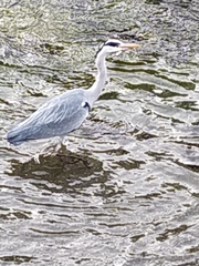 Ardea cinerea