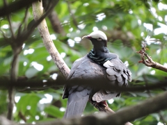 Patagioenas leucocephala