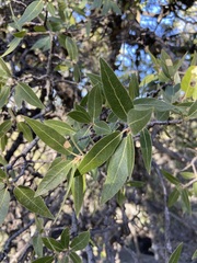Quercus peninsularis