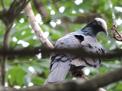 Patagioenas leucocephala