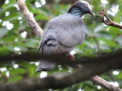 Patagioenas leucocephala