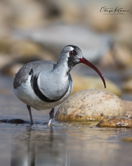 Ibidorhyncha struthersii