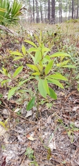 Asimina angustifolia