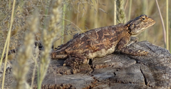 Agama aculeata