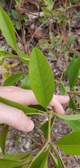 Asimina angustifolia