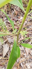 Asimina angustifolia