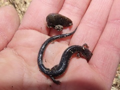 Tandonia budapestensis