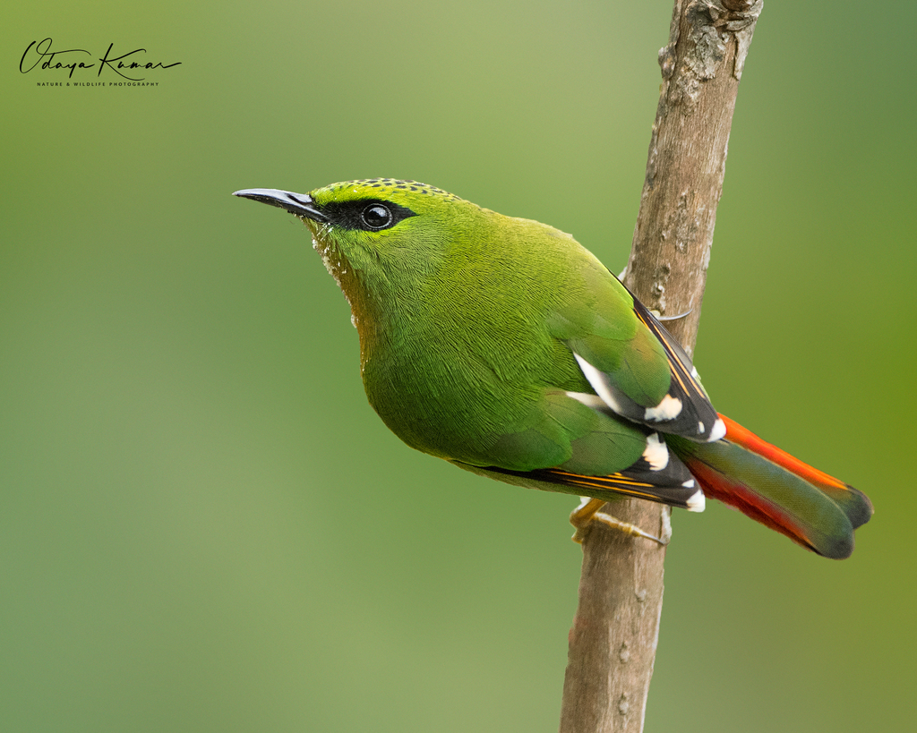 Fire-tailed Myzornis (Myzornis pyrrhoura) photo