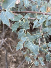 Berberis higginsiae