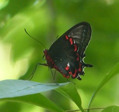 Parides bunichus