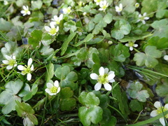 Ranunculus omiophyllus