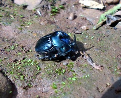 Coprophanaeus saphirinus