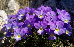 Viola perinensis