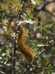 Bombycomorpha pallida