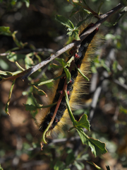 Bombycomorpha pallida