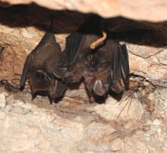 Common Big-Eared Bat photo 1