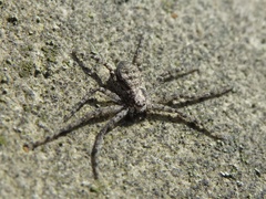 Philodromus buxi