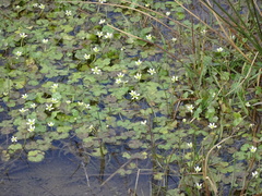 Ranunculus omiophyllus