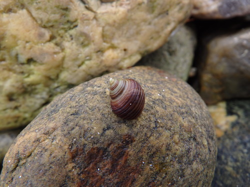 Littorina compressa