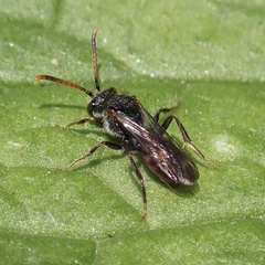 Nomada fabriciana
