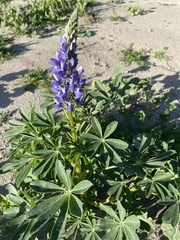 Lupinus succulentus