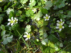 Ranunculus omiophyllus