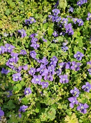 Viola sororia