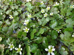 Ranunculus omiophyllus