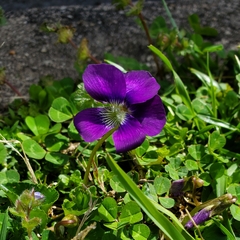 Viola sororia