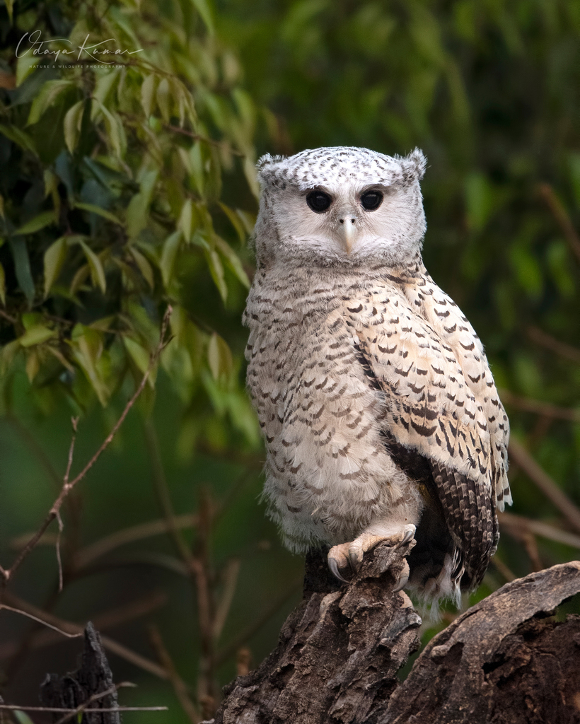 Spot-Bellied Eagle-Owl
