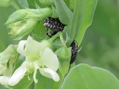 Oxythyrea