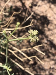 Cnidium multicaule
