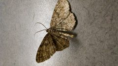 Melanolophiini