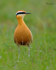 Cursorius coromandelicus