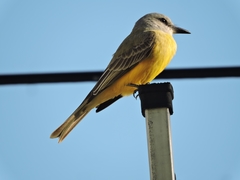 Tyrannus melancholicus