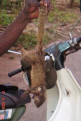 Heliosciurus gambianus